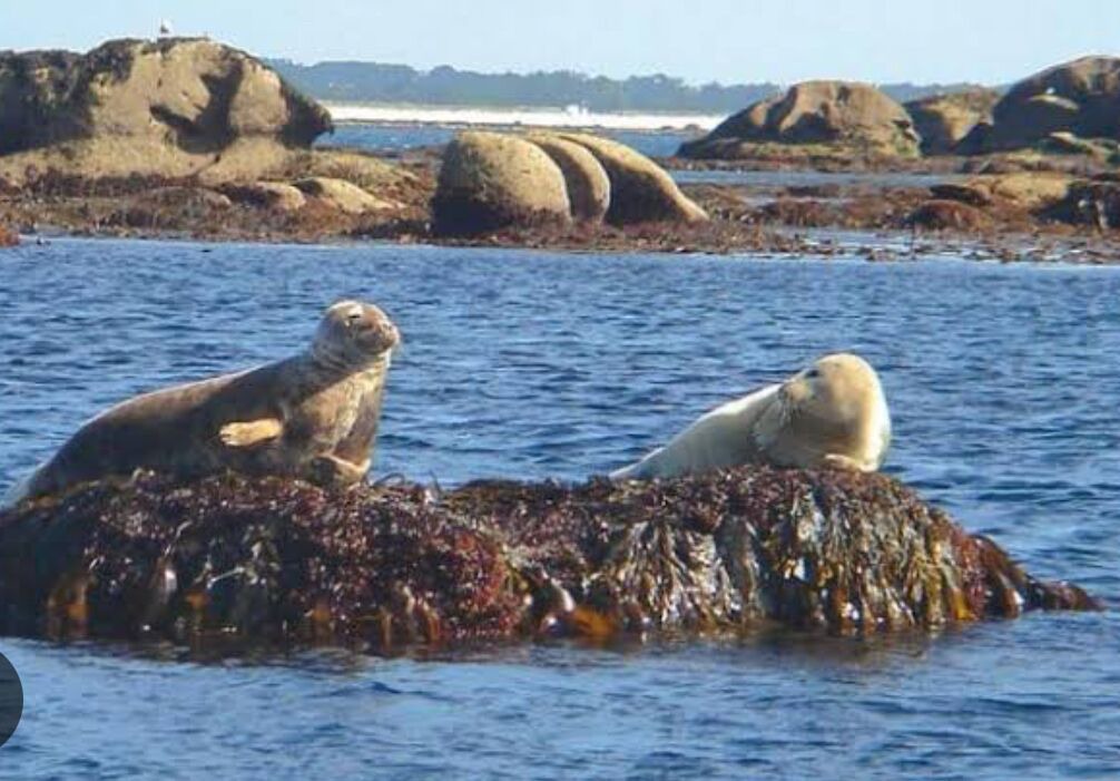 Photo of Others in Ploneour-Lanvern