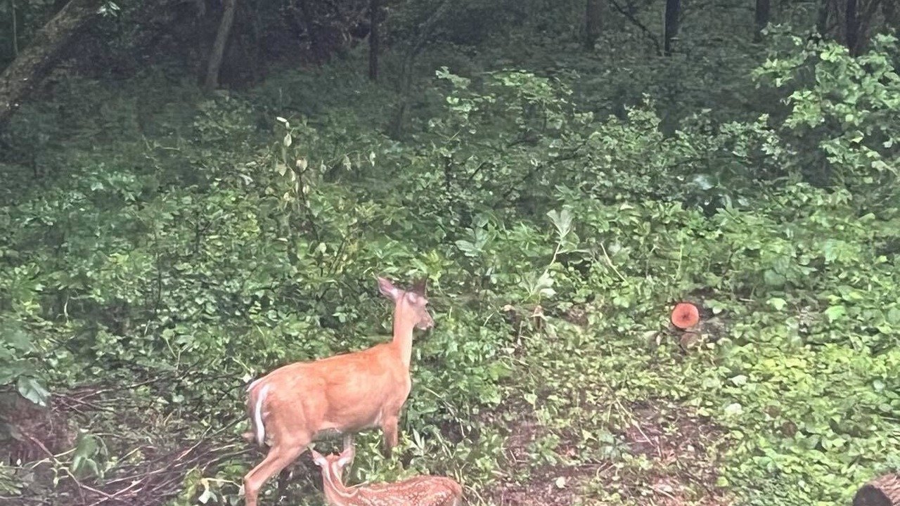Photo of Others in Decorah
