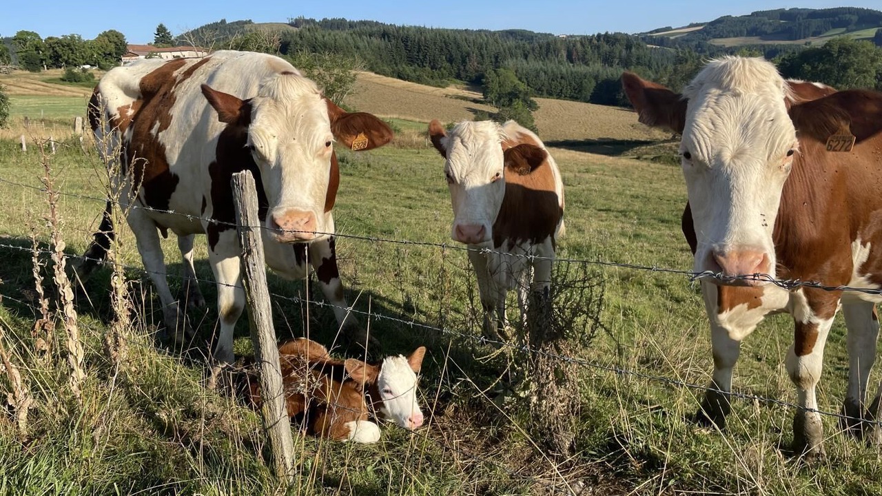 Photo of Others in Cublize