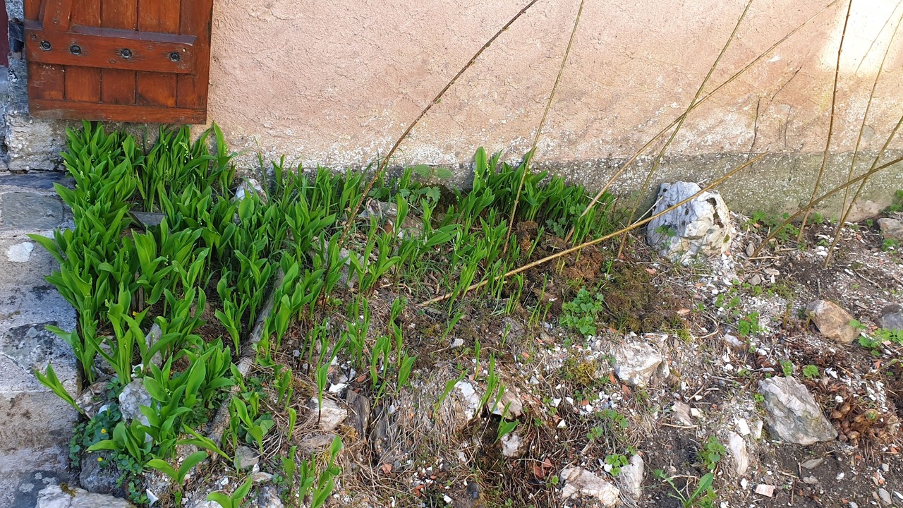Photo of Outdoor in Conques