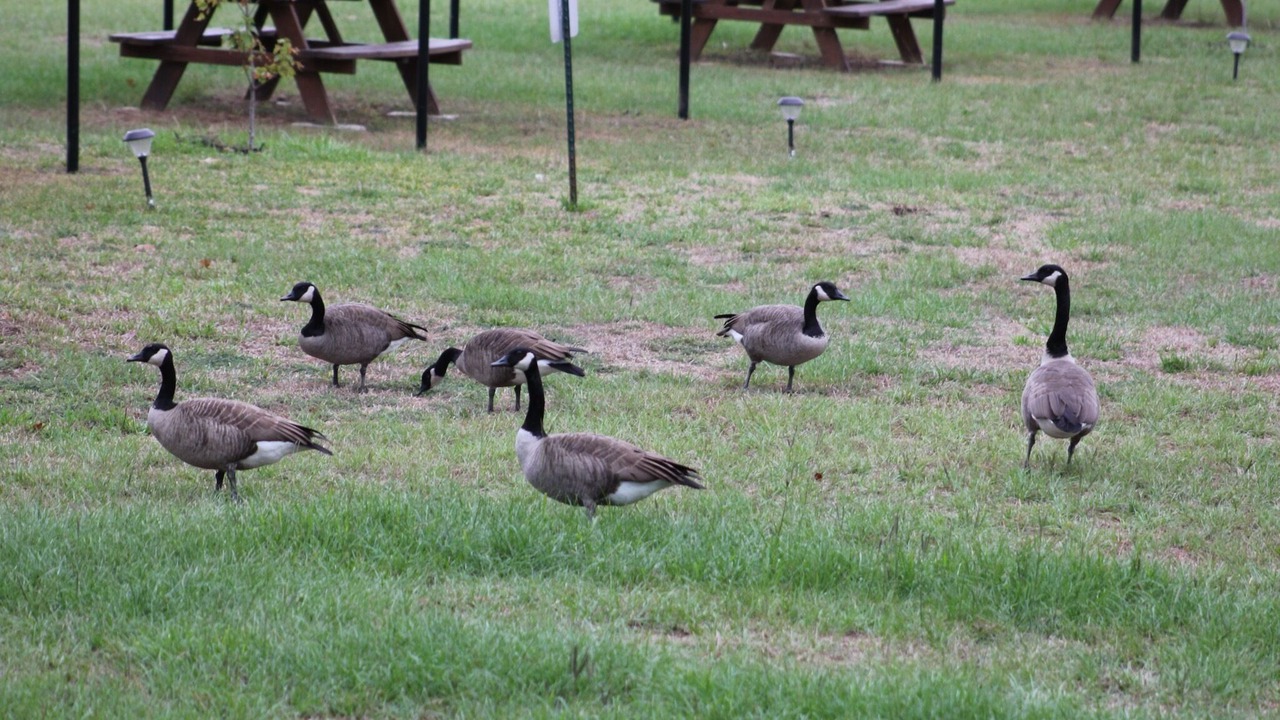 Photo of Outdoor in Hemphill