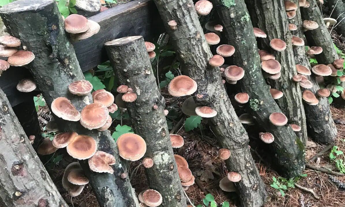 Photo of Outdoor in Coeymans Hollow