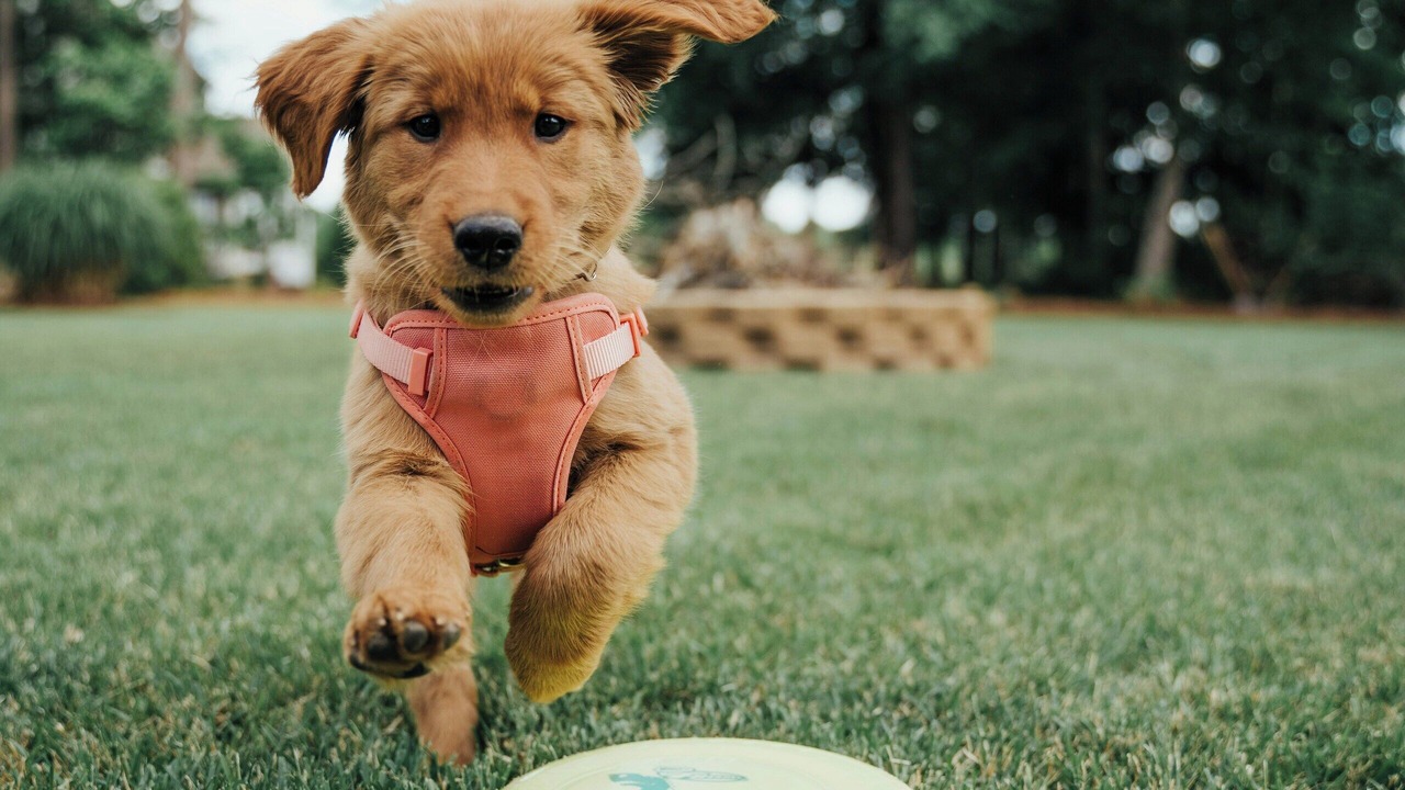 Photo of Others in Southeast Calgary