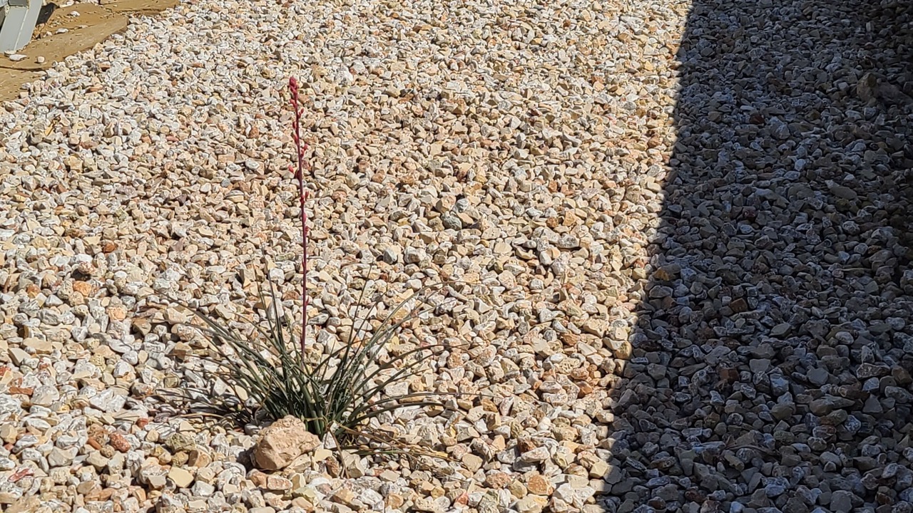 Photo of Outdoor in Carlsbad