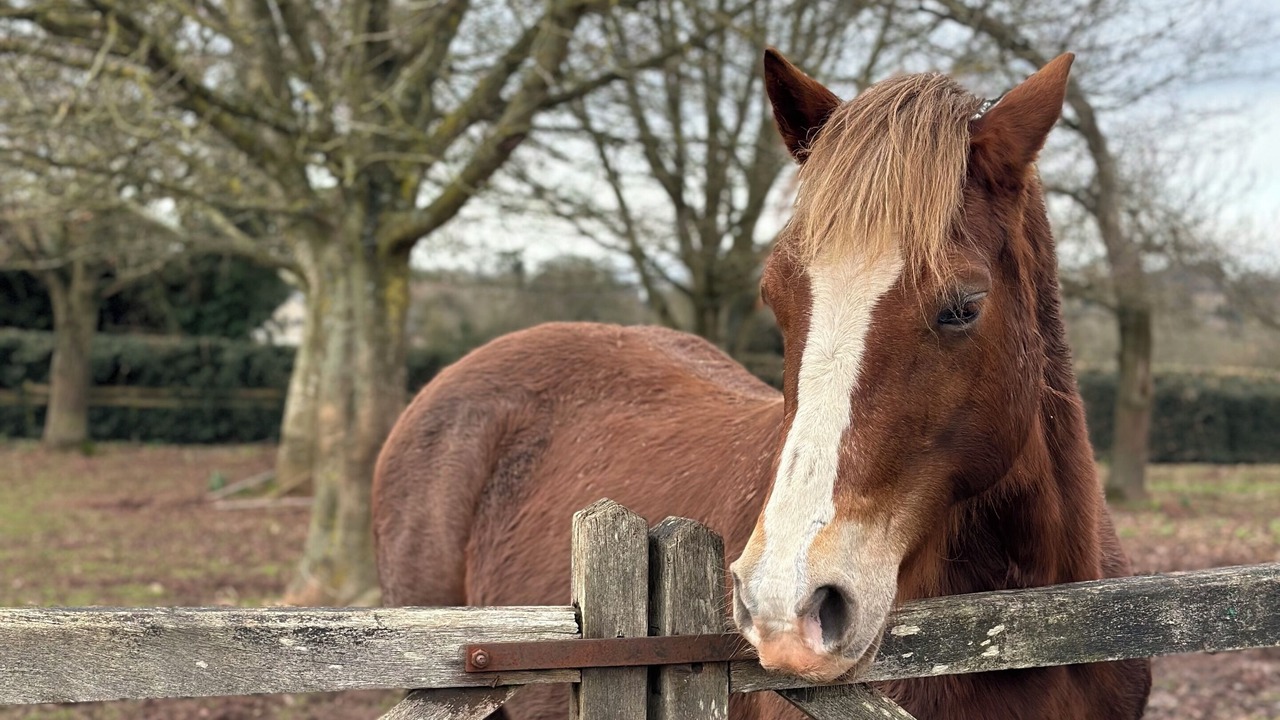 Photo of Others in Much Birch