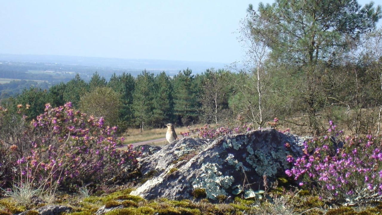 Photo of Others in Paimpont