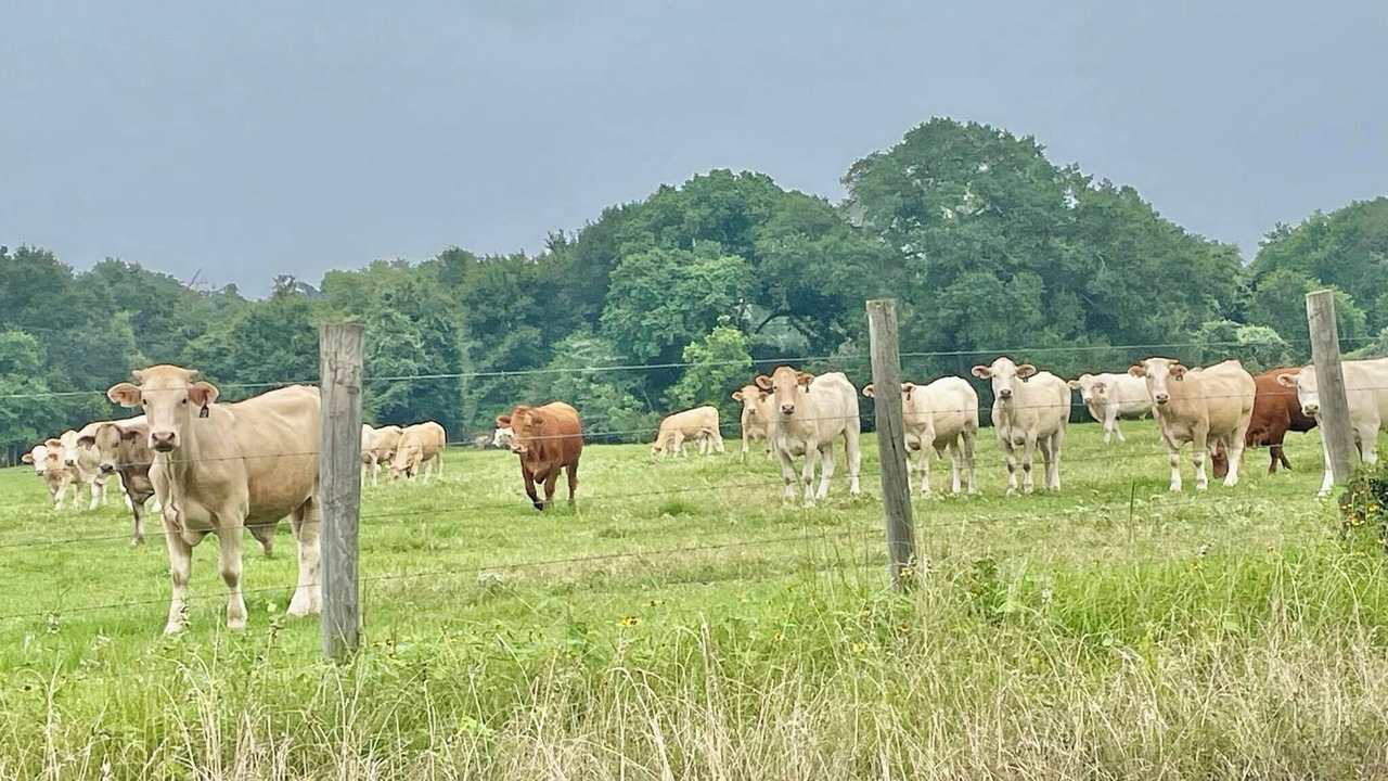 Photo of Outdoor in College Station