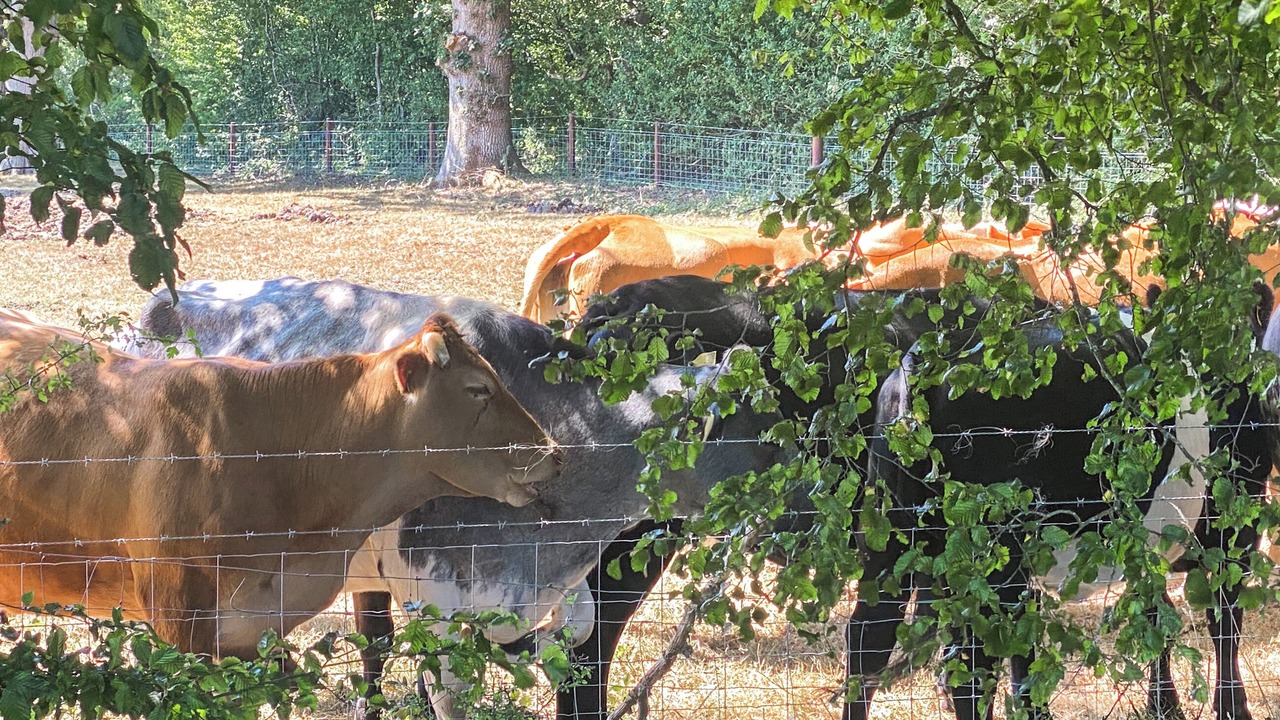 Photo of Others in Horsham