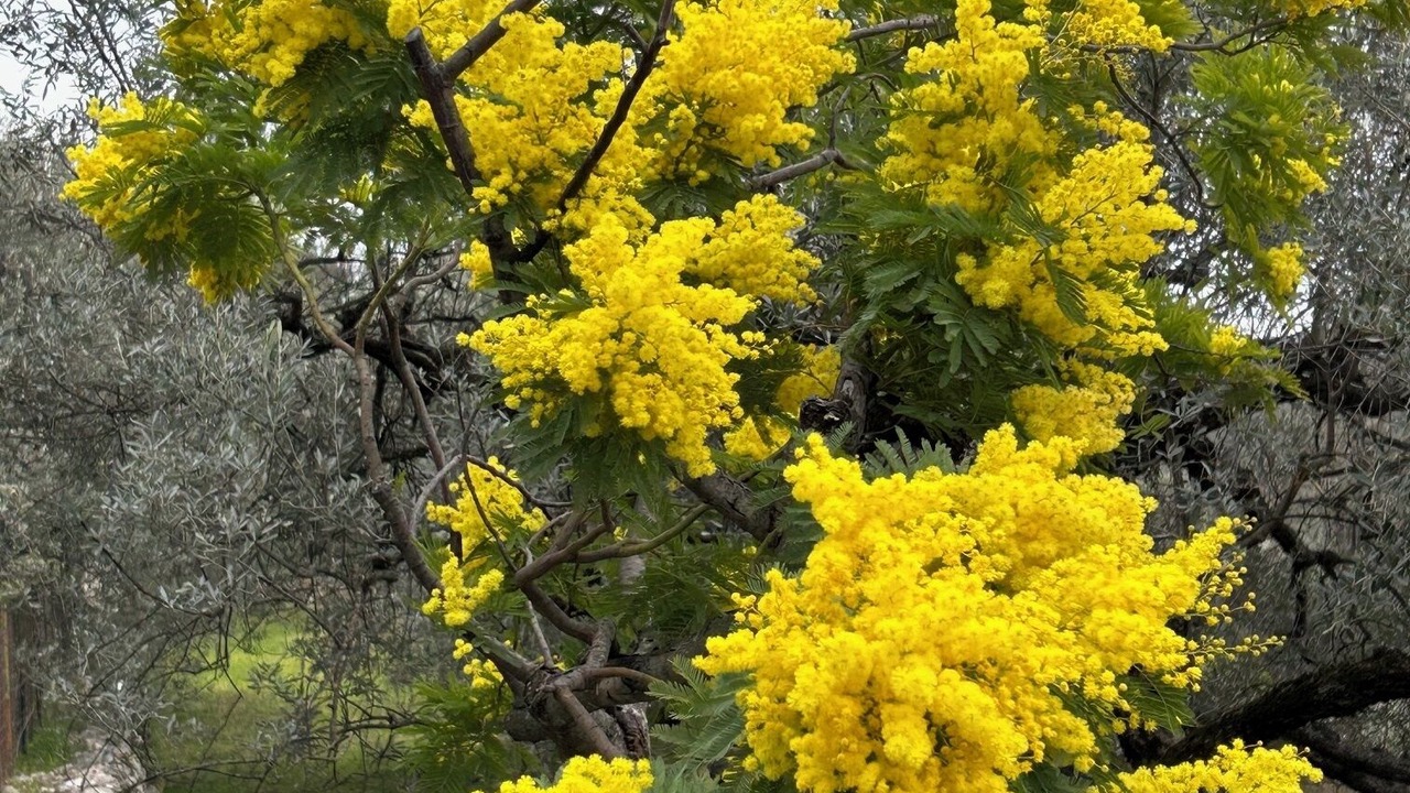 Photo of Others in Mons