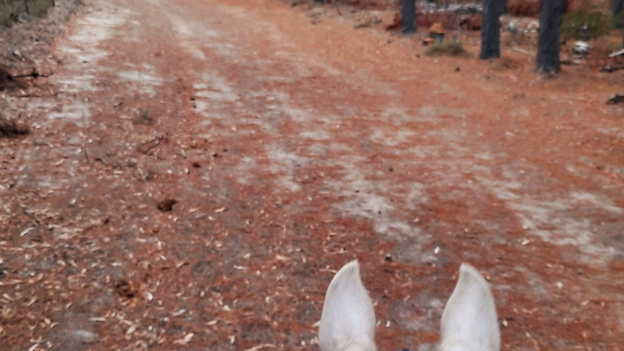 Photo of Outdoor in Talunga