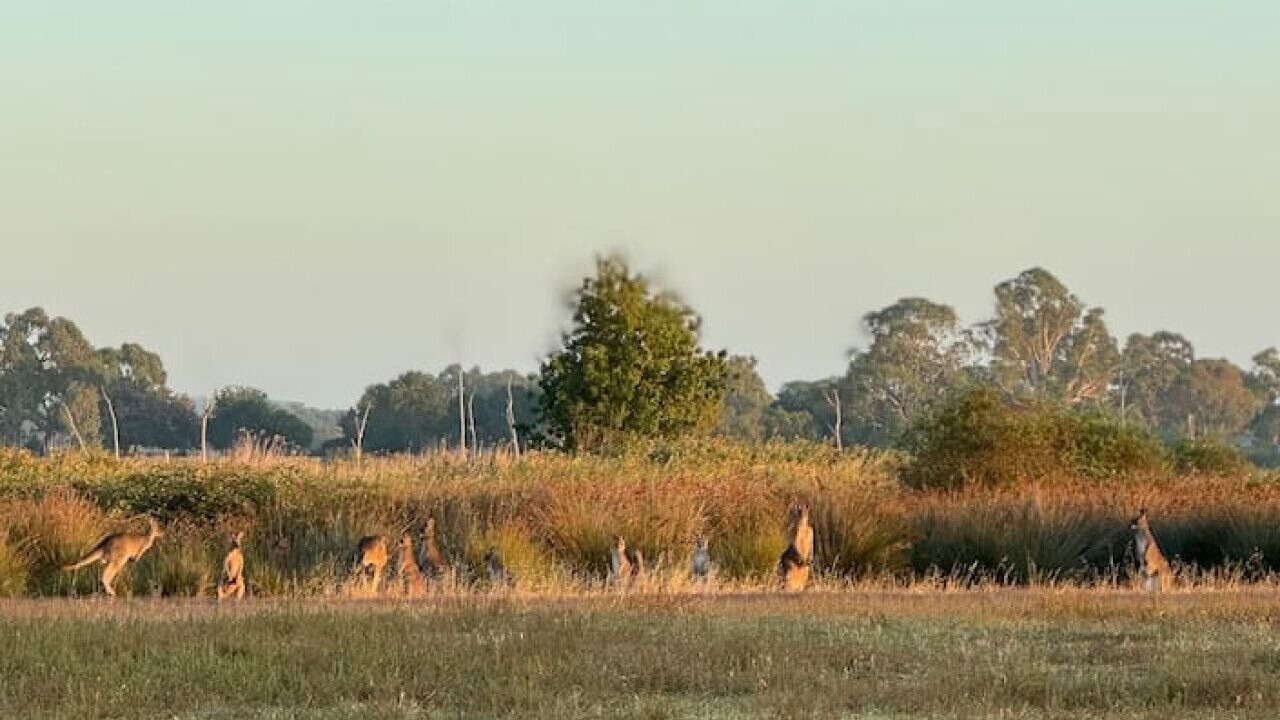 Photo of Others in Kirwans Bridge