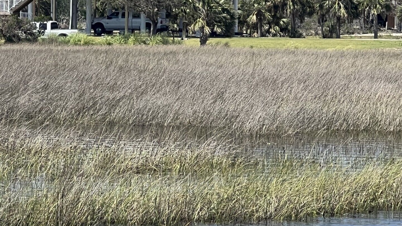 Photo of Others in Steinhatchee