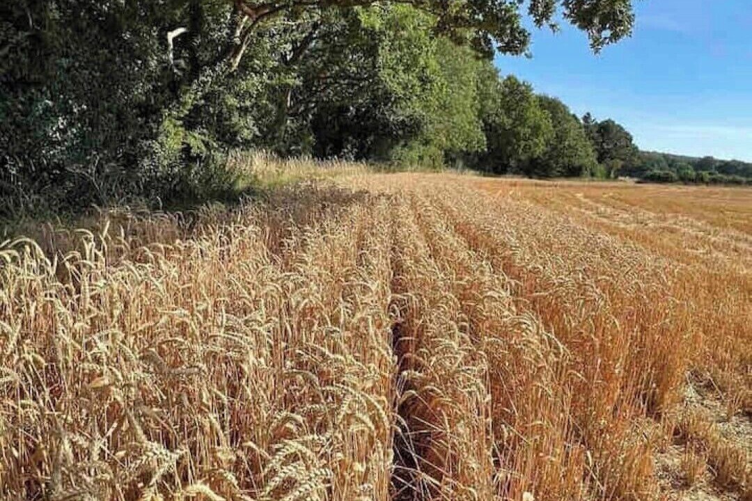 Photo of Others in Sittingbourne