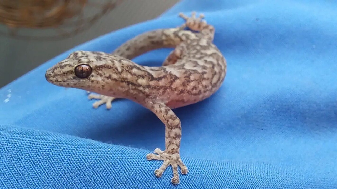 Photo of Others in Dudley West