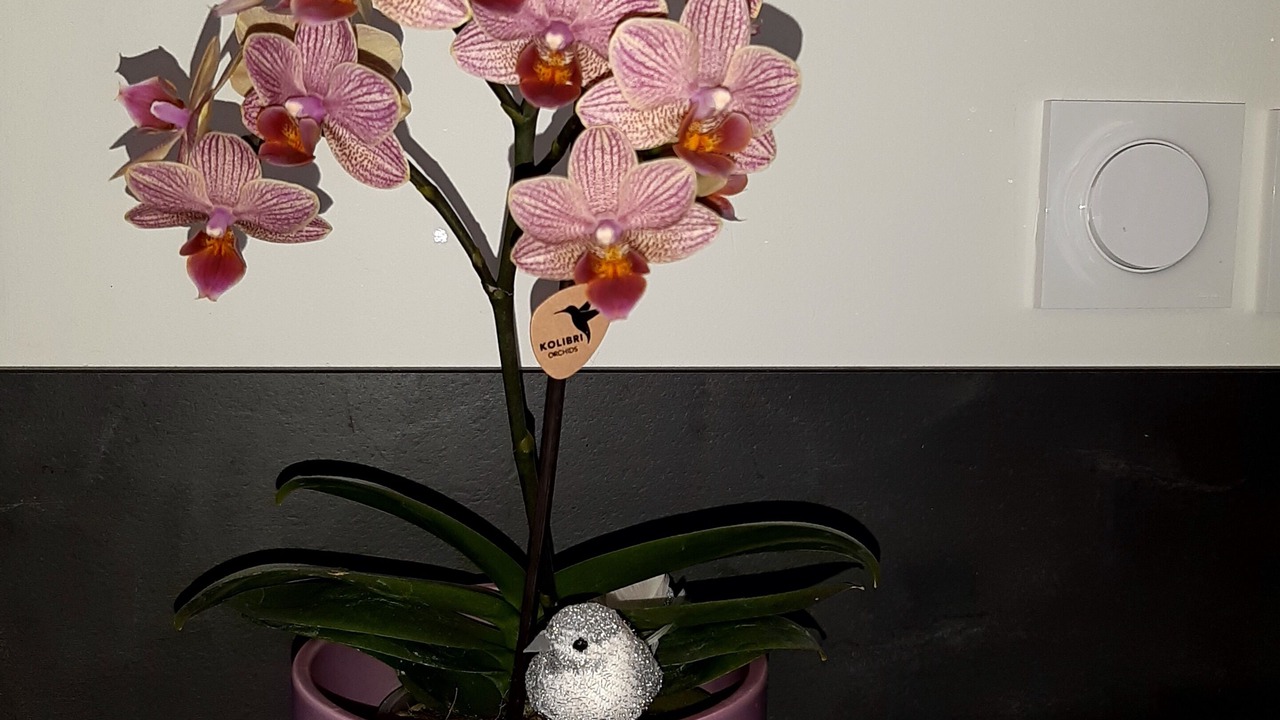 Photo of Others in Chapareillan