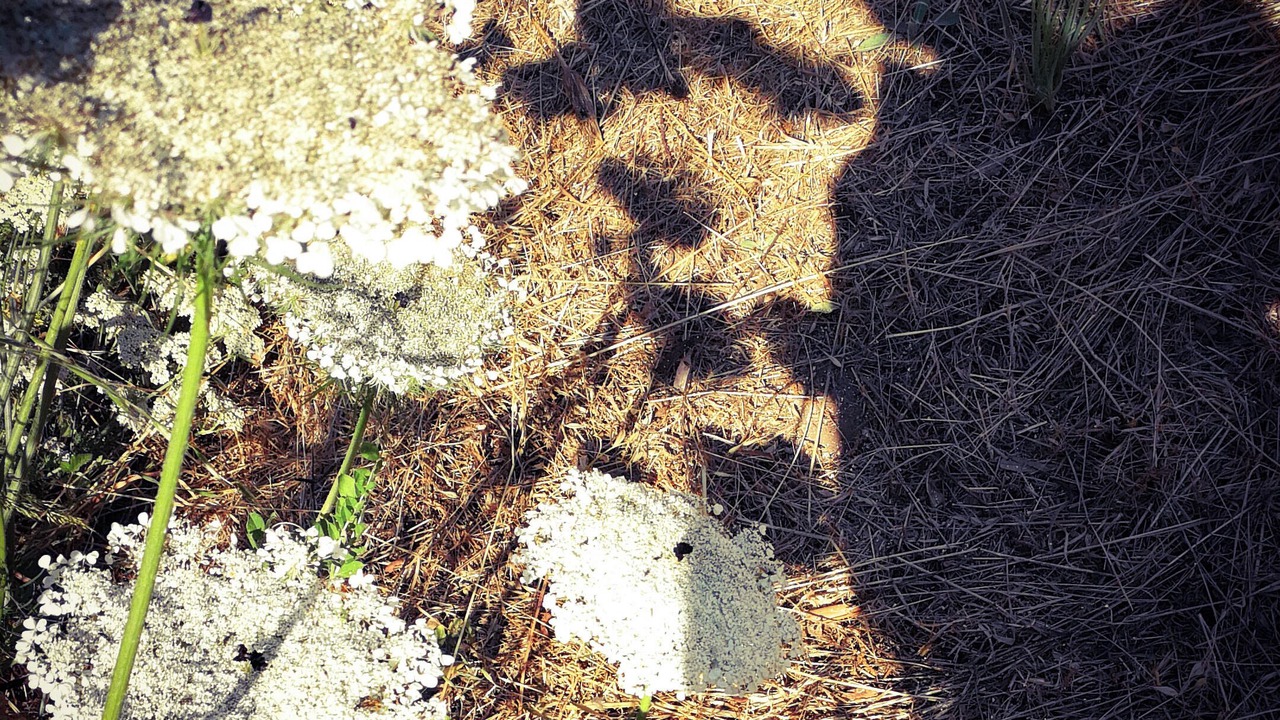 Photo of Others in San-Martino-di-Lota