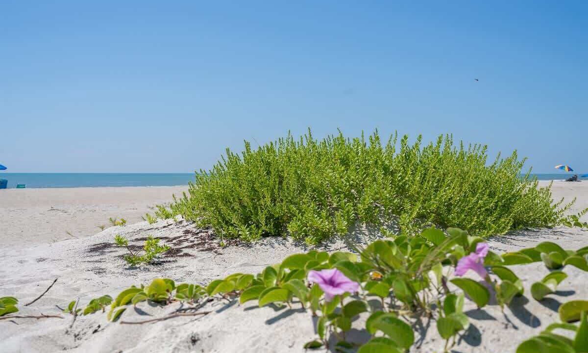 Photo of Others in Cape Caneveral Beach Gardens