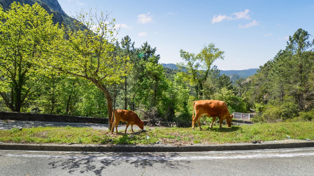 Photo of Others in Poggio-di-Nazza