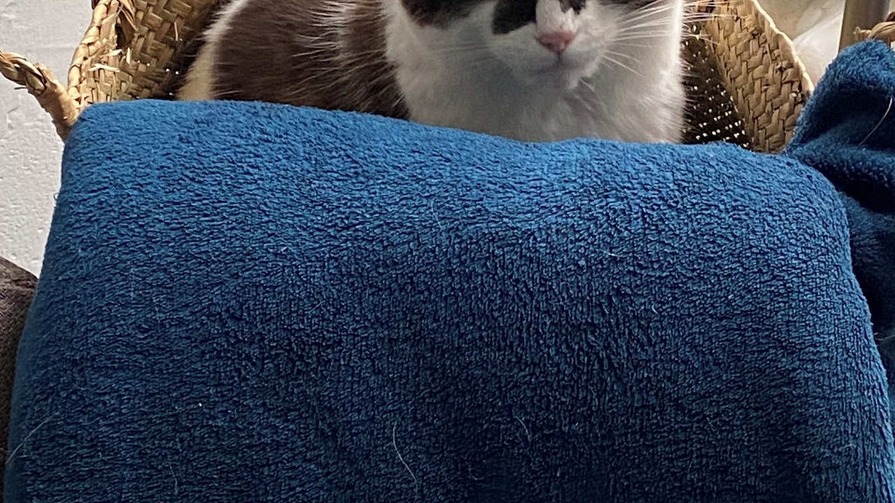 Photo of Others in Hermanville-sur-Mer