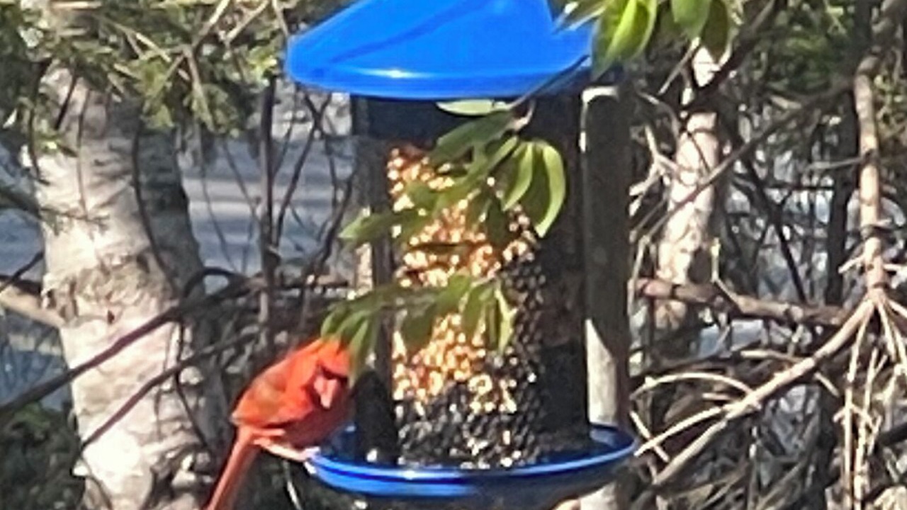 Photo of Others in Bass Harbor