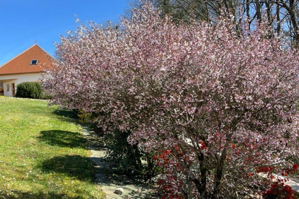 Photo of Outdoor in Coarraze