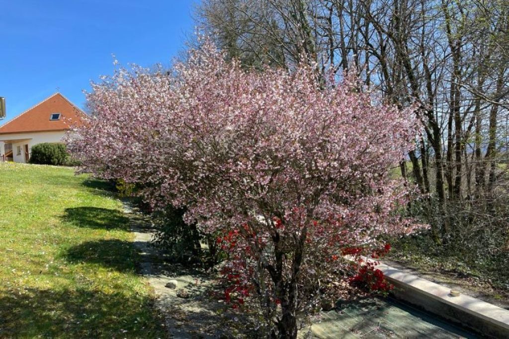 Photo of Outdoor in Coarraze