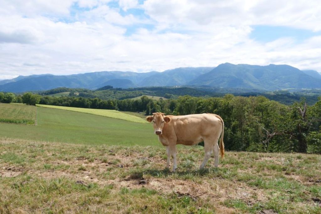 Photo of Outdoor in Coarraze
