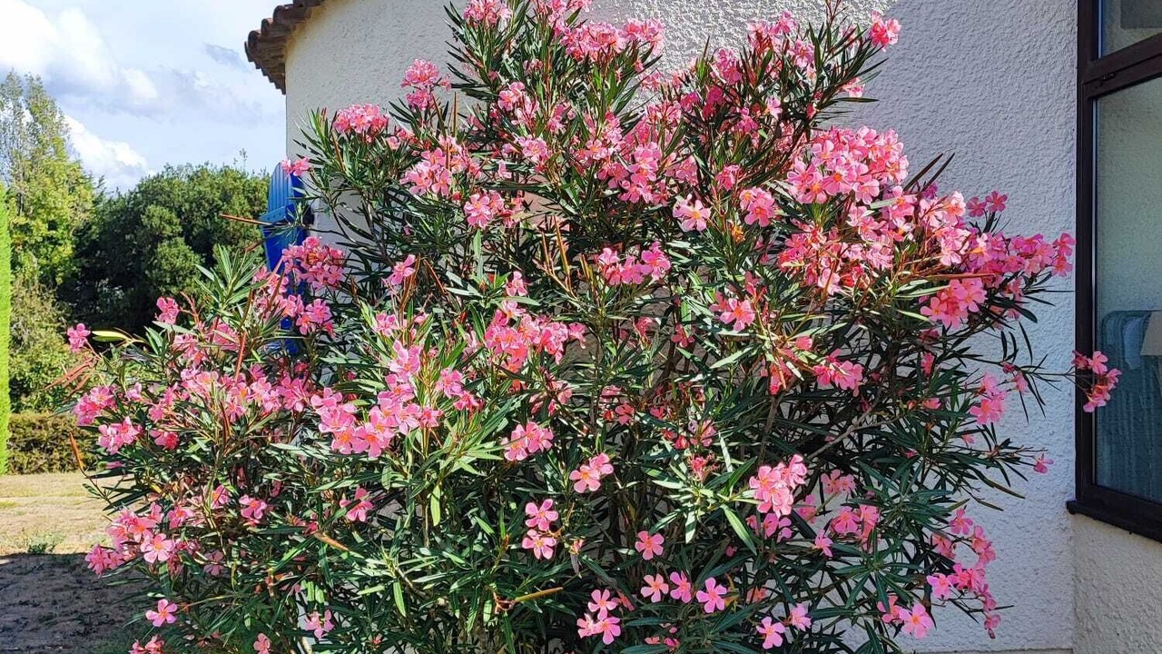 Photo of Outdoor in Saint-Cyr-en-Talmondais