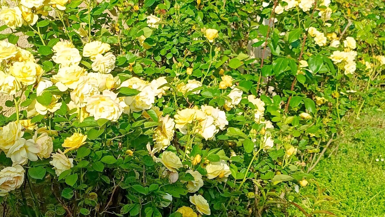 Photo of Outdoor in Saint-Cyr-en-Talmondais