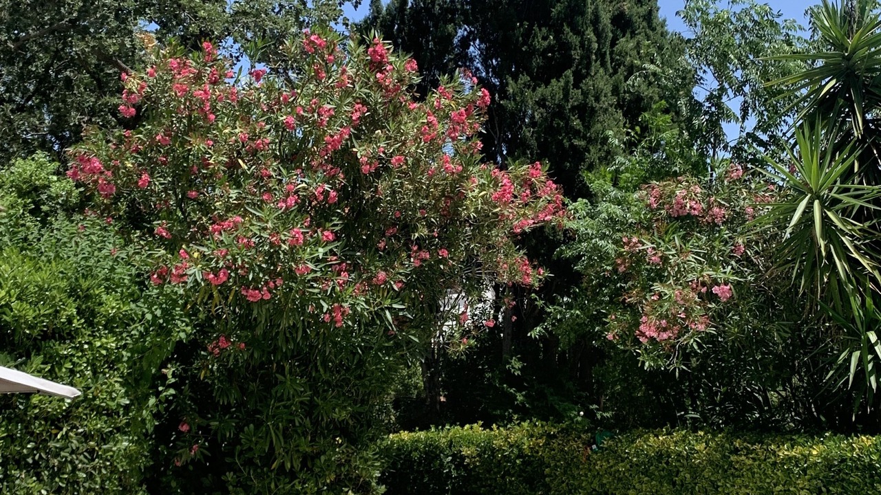 Photo of Outdoor in Pollestres