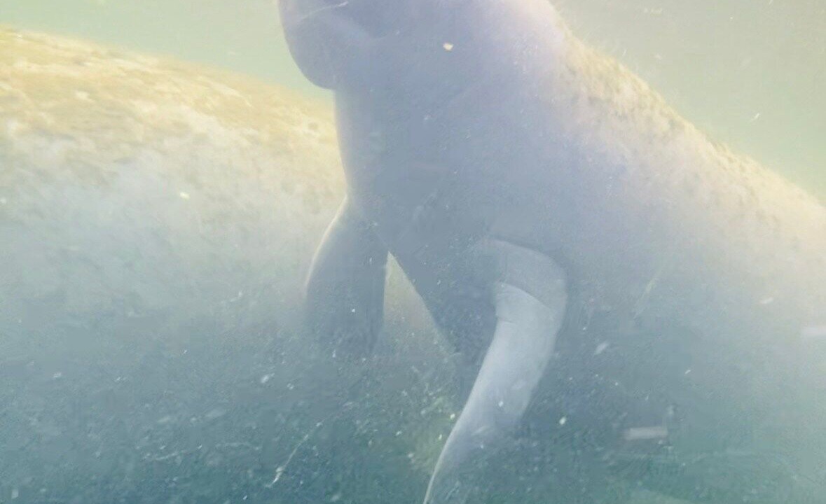 Photo of Others in Crystal River
