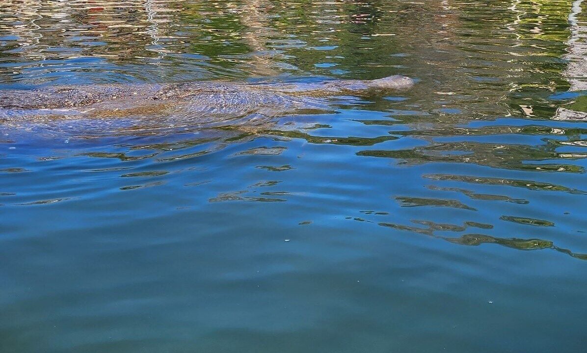 Photo of Others in Crystal River