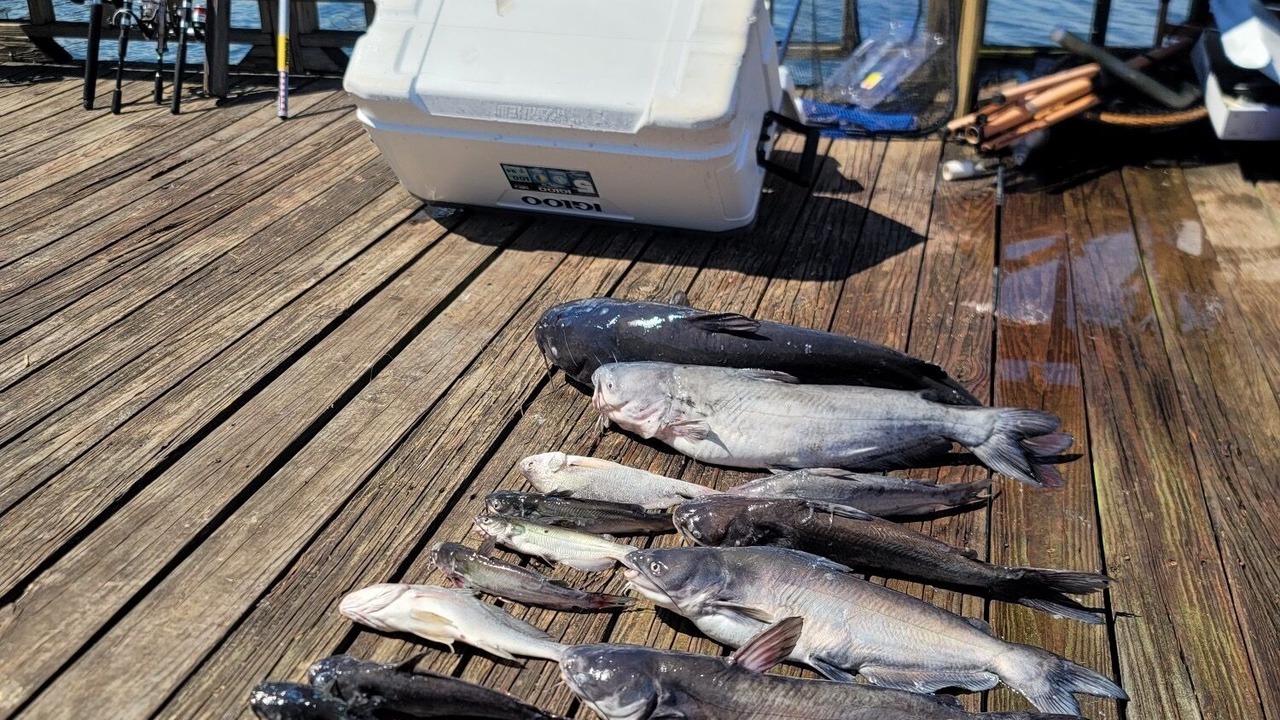 Photo of Others in Hemphill
