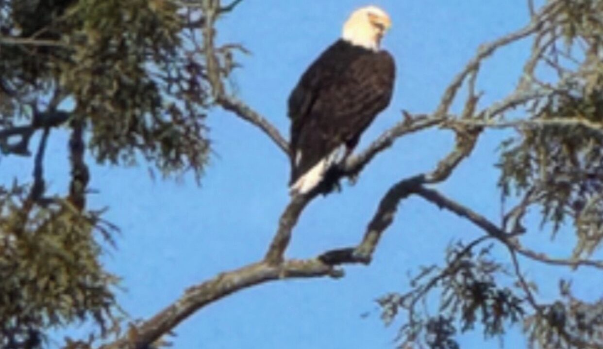 Photo of Others in Hemphill