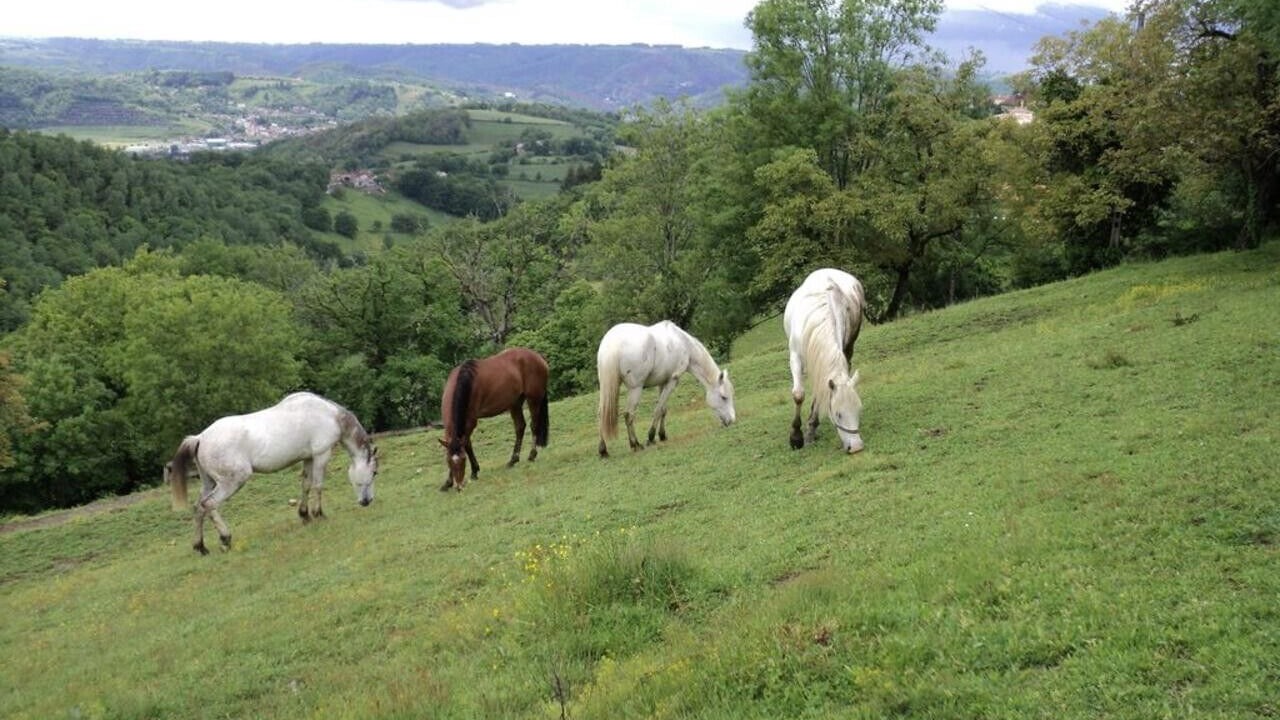 Photo of Others in Firmi