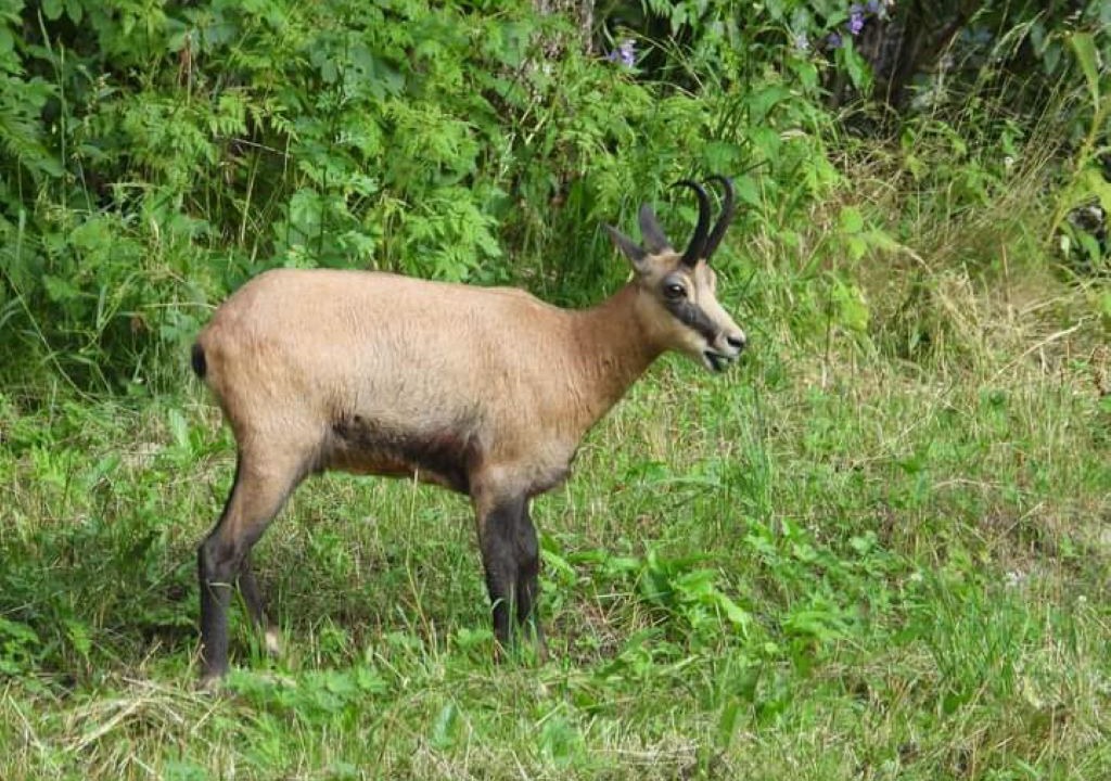 Photo of Others in Belvedere