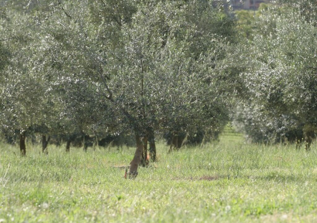 Photo of Others in Cessnock City Council