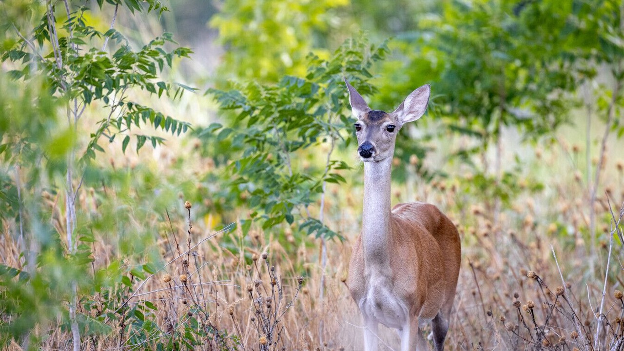 Photo of Others in Dripping Springs