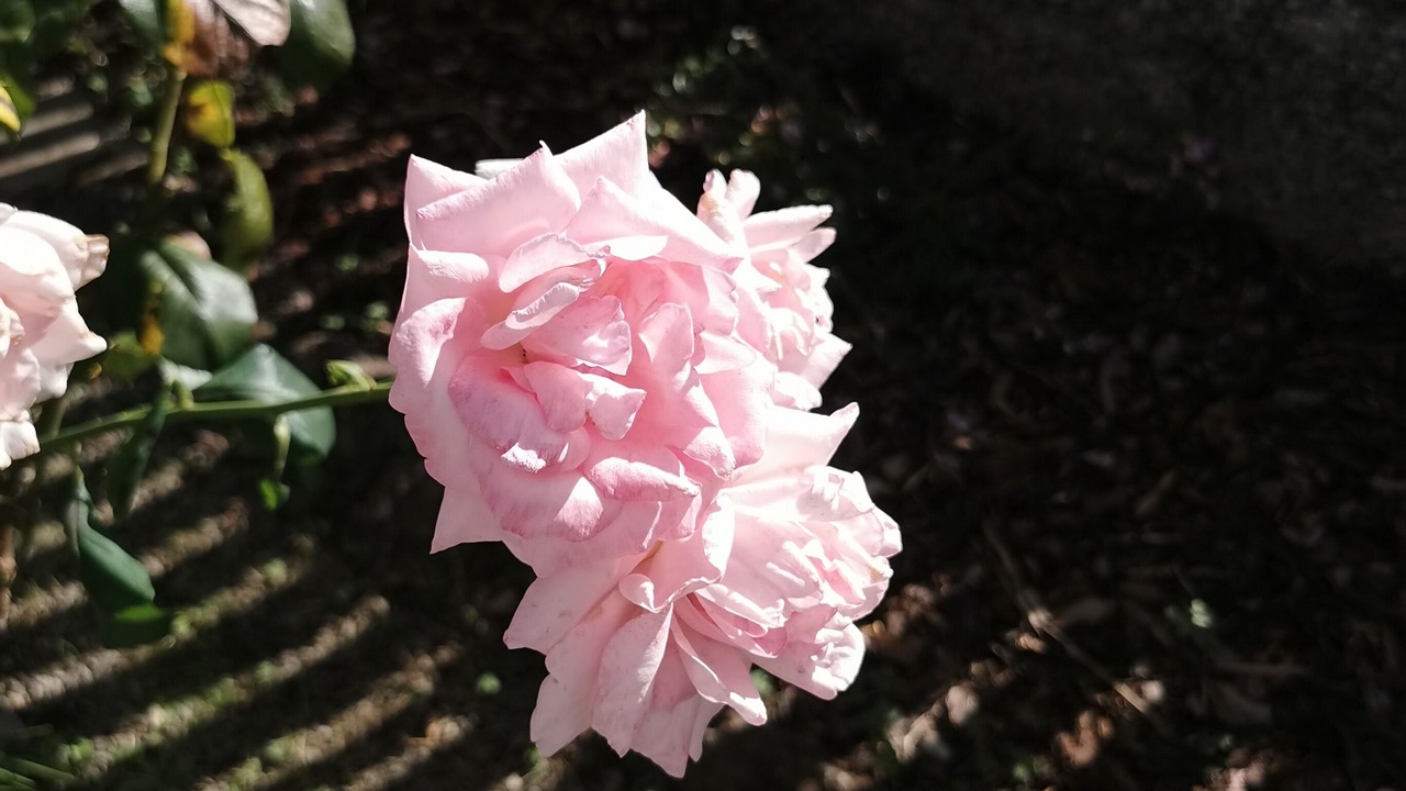 Photo of Others in Wasselonne