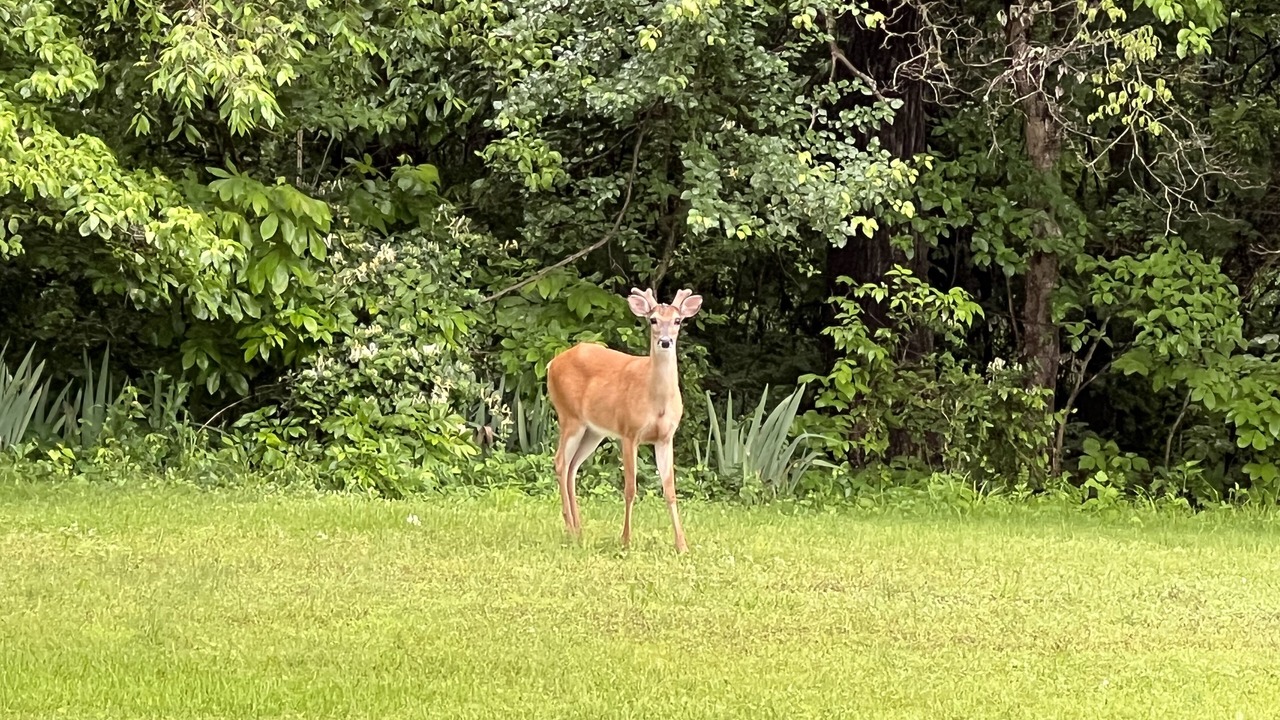 Photo of Others in West Siloam Springs