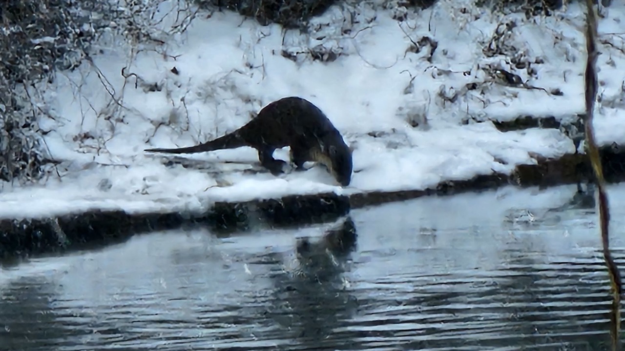 Photo of Others in West Siloam Springs