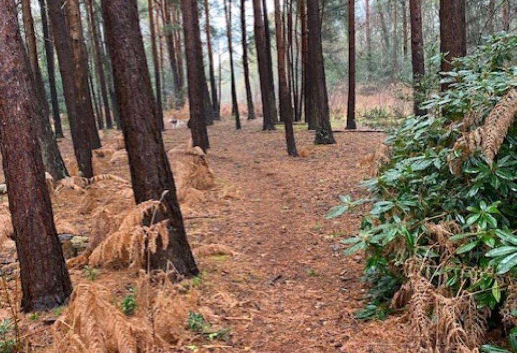 Photo of Outdoor in Ferndown