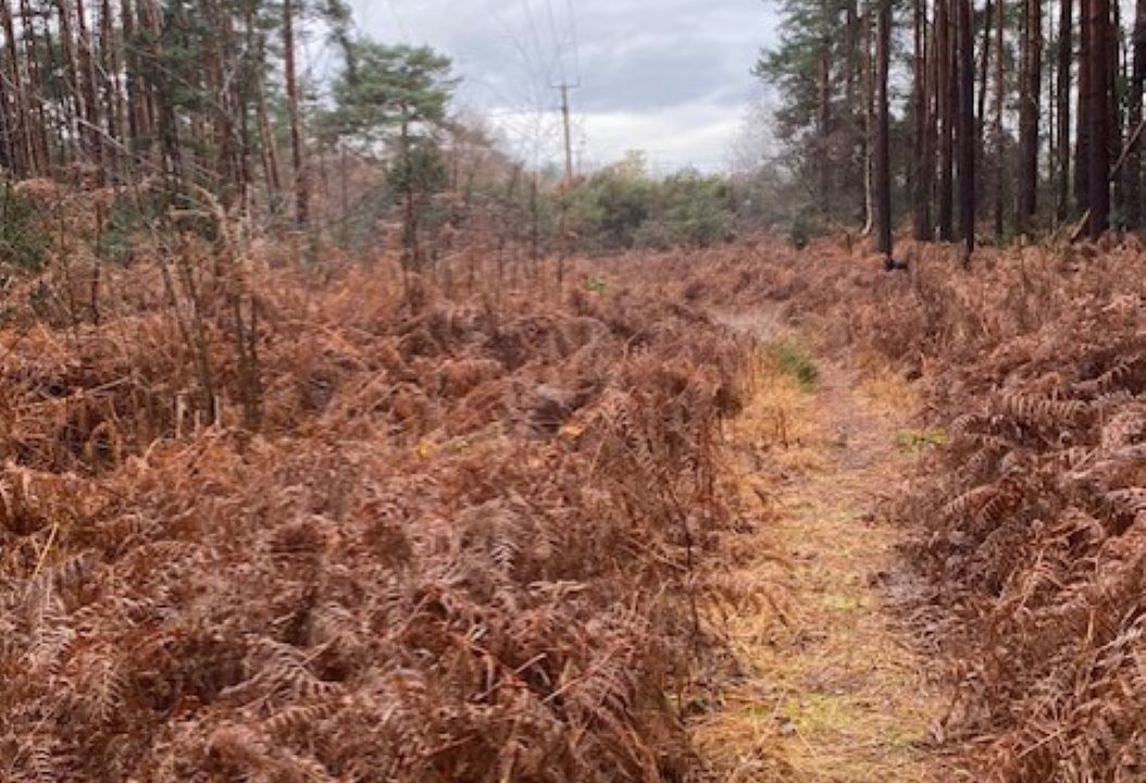 Photo of Others in Ferndown