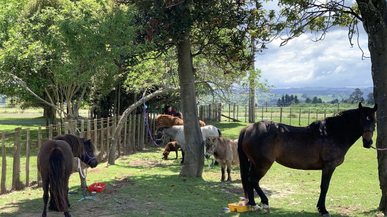 Photo of Outdoor in Kiwitea