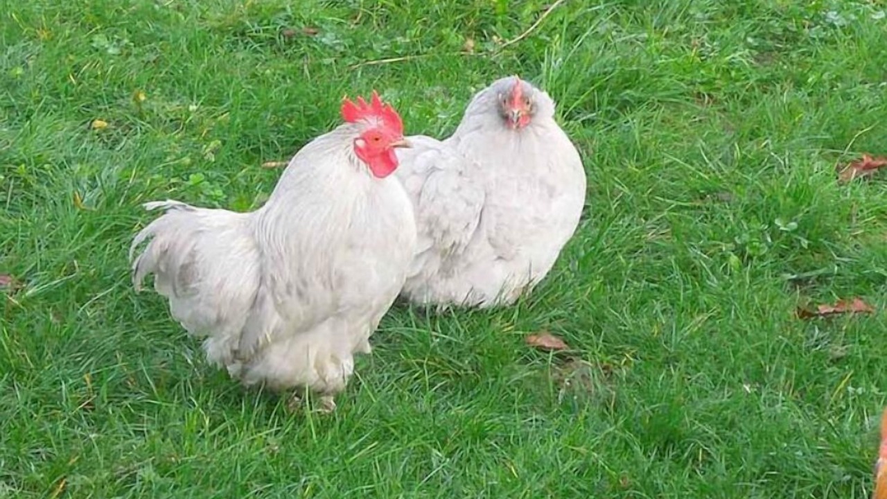 Photo of Others in Chelun