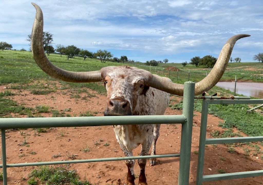 Photo of Outdoor in Llano County