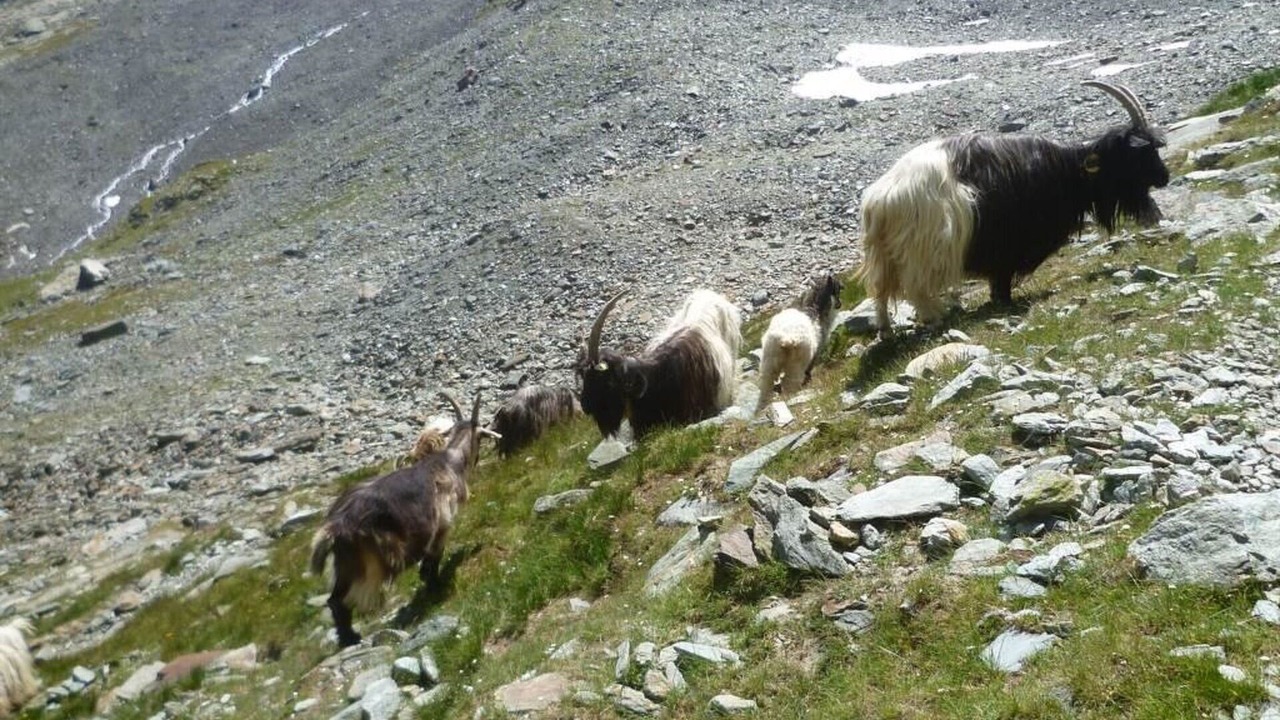 Photo of Others in Saas-Balen