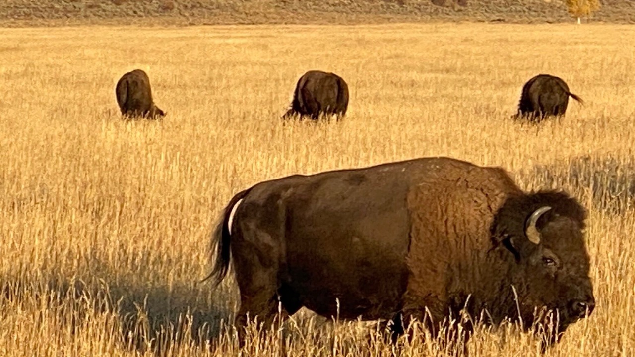 Photo of Others in Teton Pines