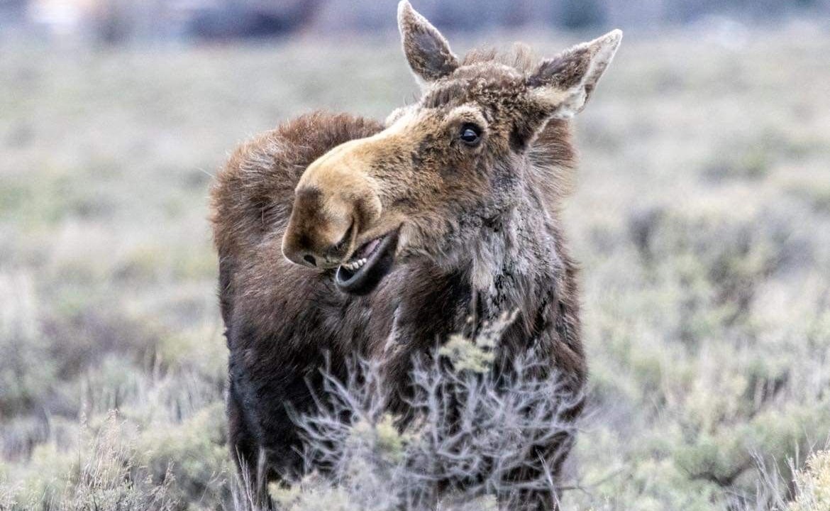 Photo of Others in Teton Pines