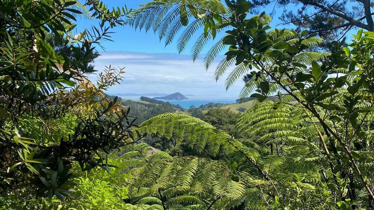 Photo of Outdoor in Whitianga